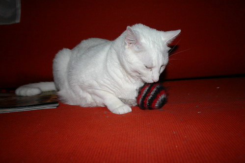 After all these things, the knitted ball will always be his favorite.  At least until he finds the mouse.