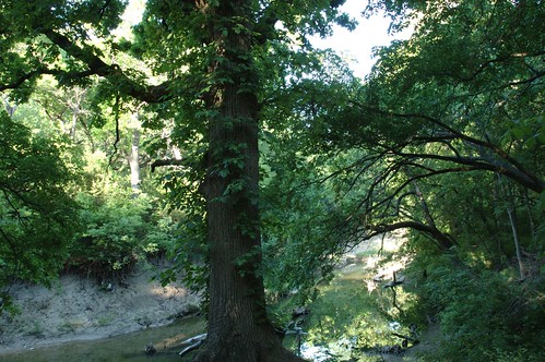 Big Tree - Spring Creek Preserve