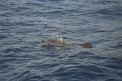 spotted dolphin 4