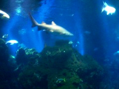 Sharks Tail