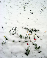 snow_tulips