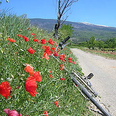 Bicycle resting against a row of poppies; France.  http://meanwhilehereinfrance.blogspot.com/