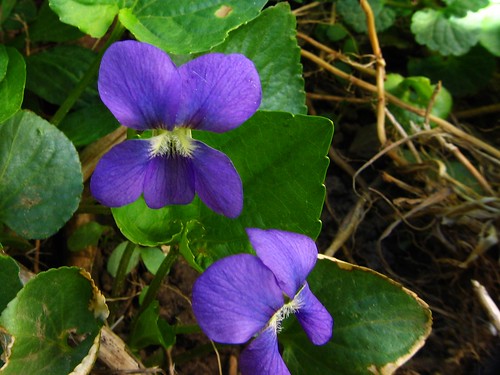 Common Blue Violet on the side of our driveway