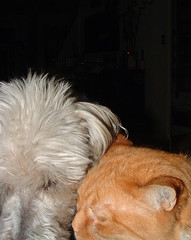 white dog & orange cat, heads together