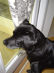 Duke looking out at the racoon