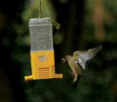Greenfinch coming in to land
