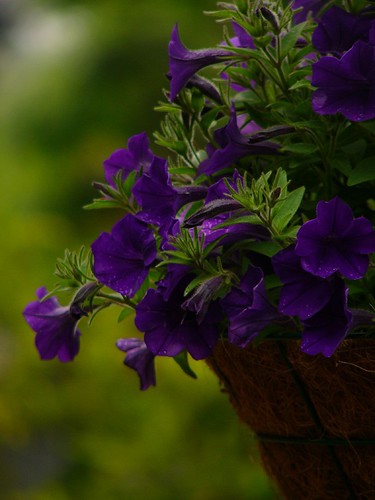 Bluette:purple