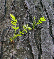 young branches