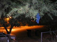 underwear in a tree