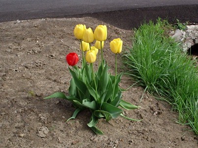Tulips3