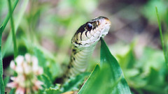 Eastern Common Garter Snake