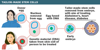 Embryo cell research process.