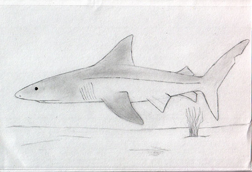 shark-sketch