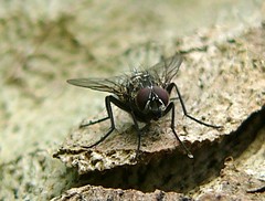 Fly on a Tree