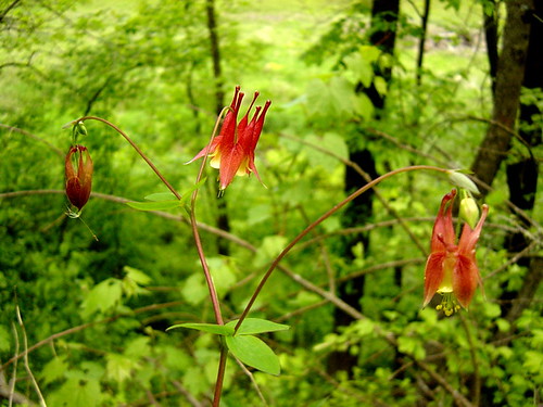 A point of light in the woods: columbine