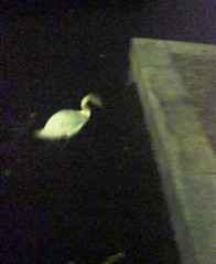 imperial palace swan @ night