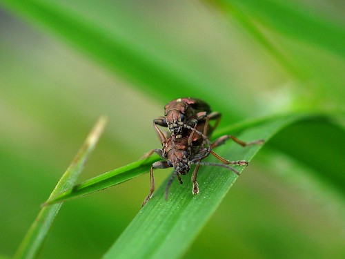 Beetles mating on blade of grass